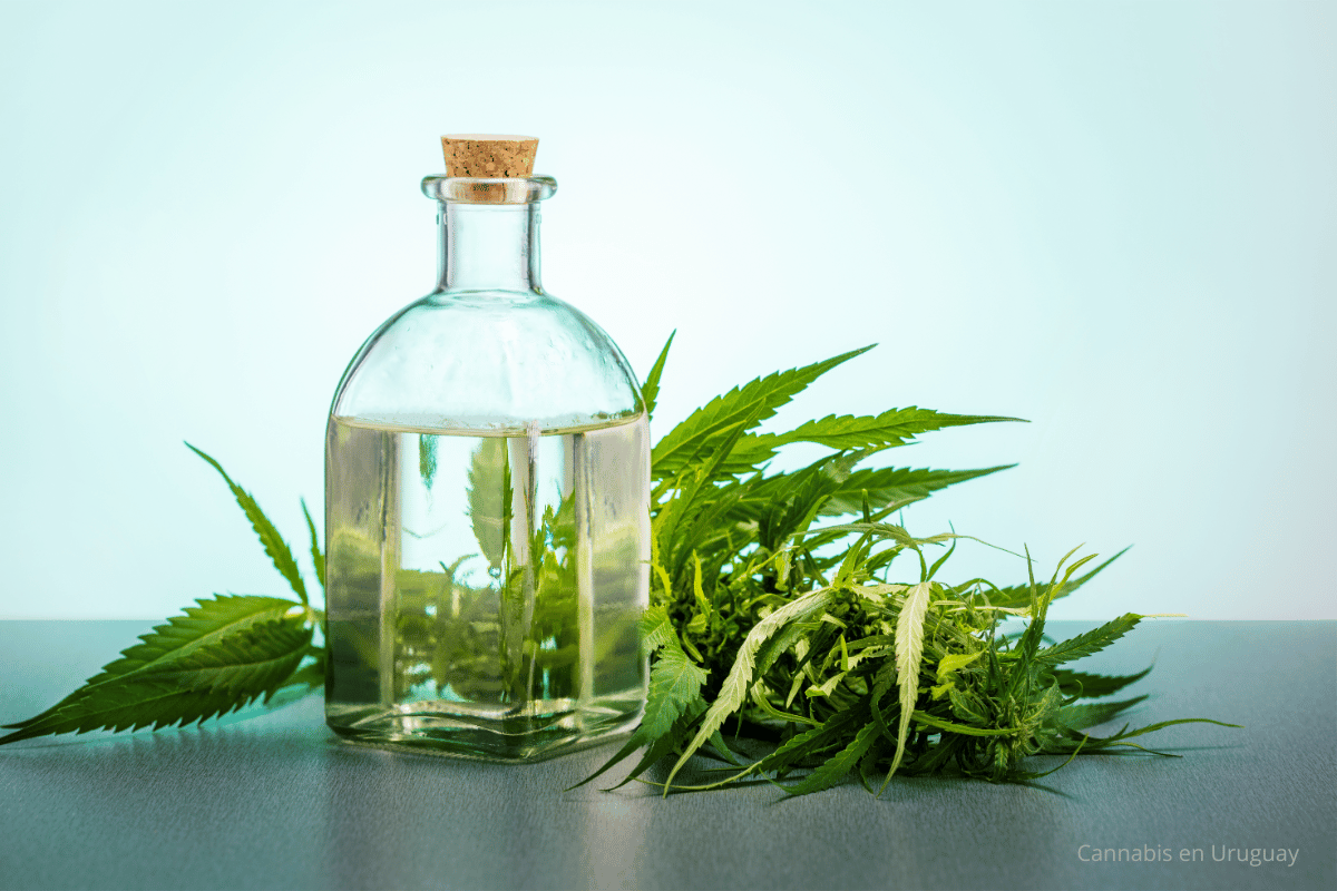 ¿Por qué invertir en el sector Cannabis Uruguay? Confiabilidad & Estabilidad